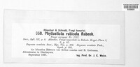 Phyllosticta rubicola image